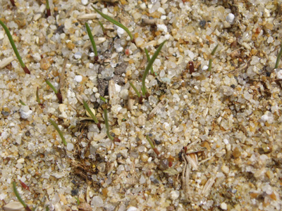 縮小 タネからの発芽P4040399.jpg