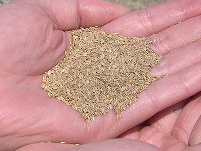 �P���^�b�L�[�u���[�O���X�u���[�����C�g�v�i���n�^�j