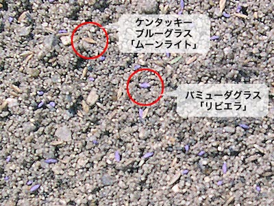 �Q��ނ̎킪�d���ꂽ����